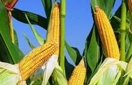 rekord-urozhajnosti-kukuruzy-agroexpert.md