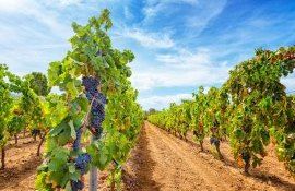 Отличия мучнистой росы от ложной на винограде - agroexpert.md