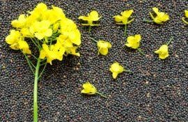 В Украине рапс подорожал-agroexpert.md