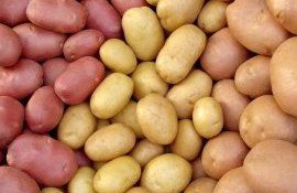 Картофелеводству в Европе грозит сокращение - agroexpert.md