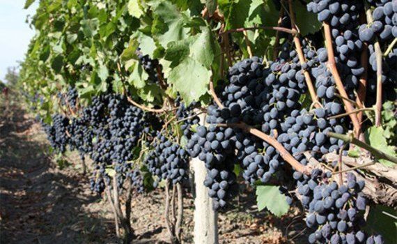 Посадка винограда правильный выбор сорта - agroexpert.md