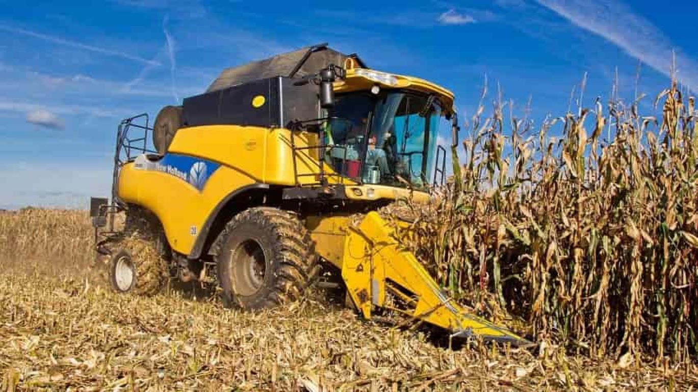 Влажность кукурузы для начала уборки урожая - agroexpert.md