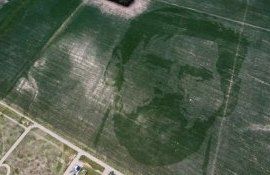 Портрет Лионеля Месси  на кукурузном поле - agroexpert.md