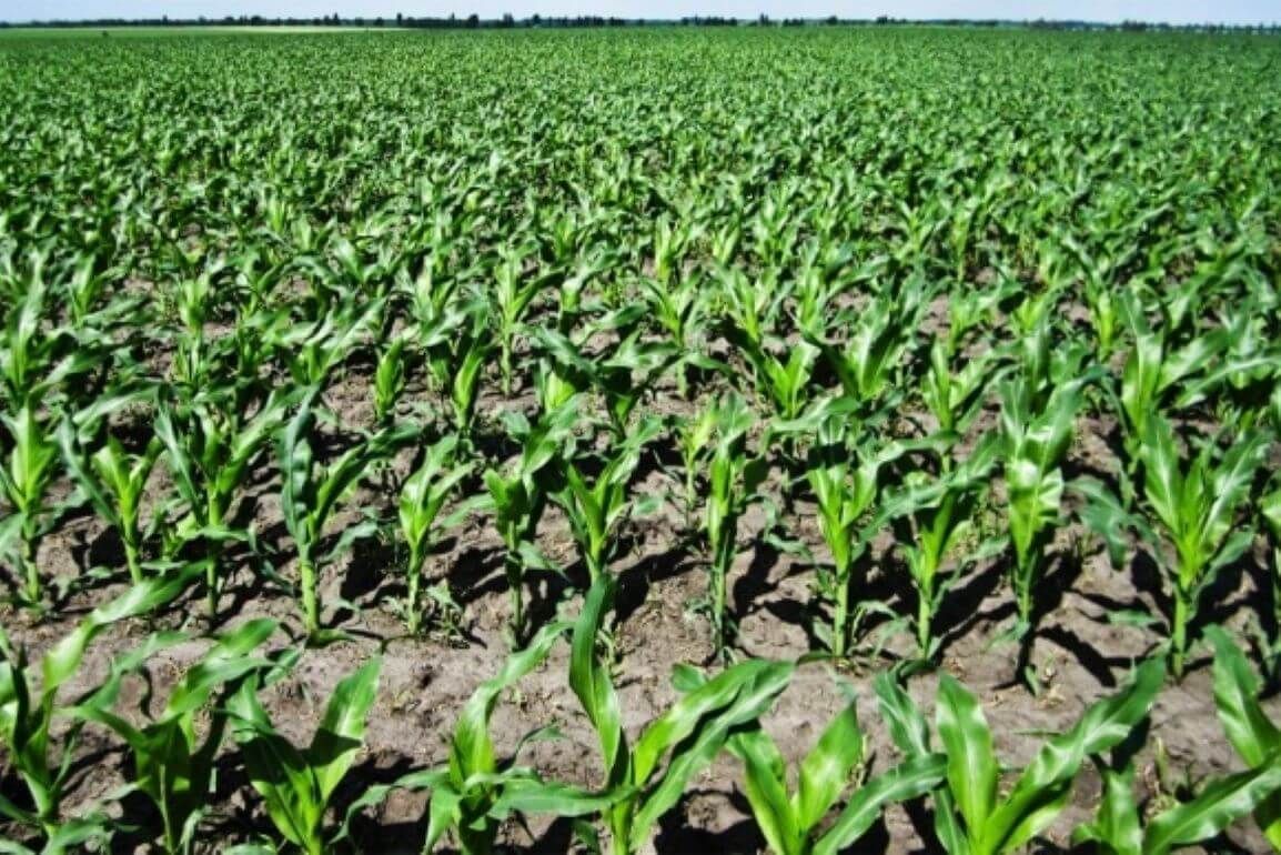 Оптимизации системы питания кукурузы - agroexpert.md