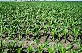 Оптимизации системы питания кукурузы - agroexpert.md