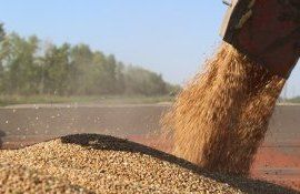 grâu export Ucraina - AgroExpert.md