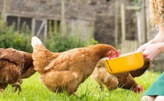 găini ouă criză - AgroExpert.md