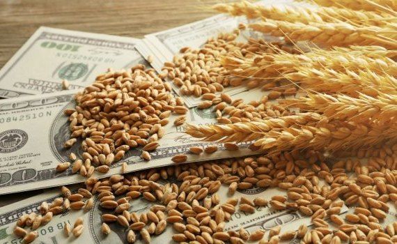 grâu preț stabilizare - AgroExpert.md
