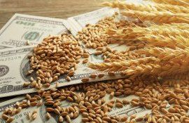 grâu preț stabilizare - AgroExpert.md
