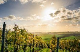 плотность виноградников на душу населения в Молдове - agroexpert.md