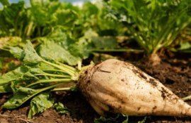 Защита сахарной свеклы неоникотиноидами запрещена - agroexpert.md