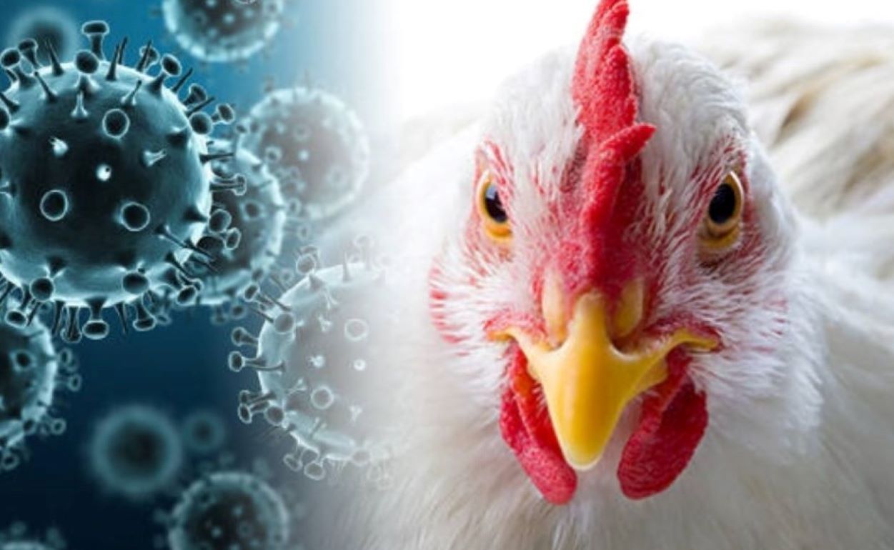 Вспышка птичьего гриппа в Молдове - agroexpert.md