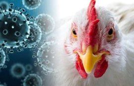 Вспышка птичьего гриппа в Молдове - agroexpert.md
