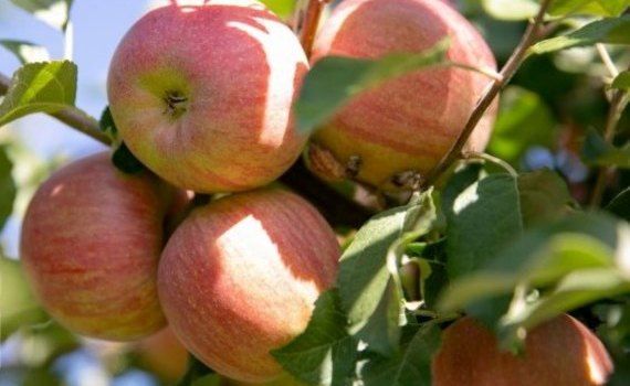 Вырубка яблоневых садов Молдовы - agroexpert.md