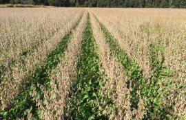 Способность покровных культур сохранять влагу - agroexpert.md