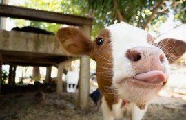 zootehnie reabilitare subvenții - AgroExpert.md