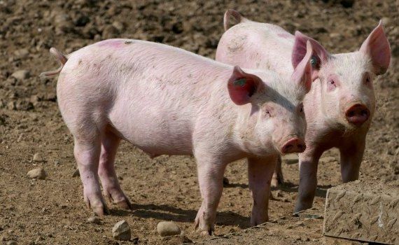 porc pesta porcina Moldova - AgroExpert.md