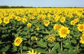 Ограничения в севооборотах подсолнечника - agroexpert.md