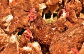 gripa aviara Bulgaria infecție - AgroExpert.md