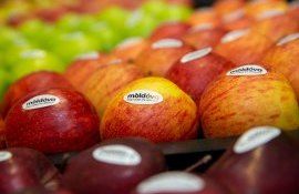 Конкурентоспособность молдавских яблок в Европе - agroexpert.md