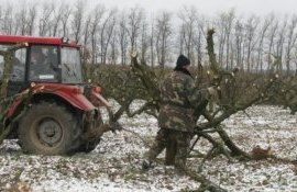 Вырубка садов Французскими фермерами - agroexpert.md