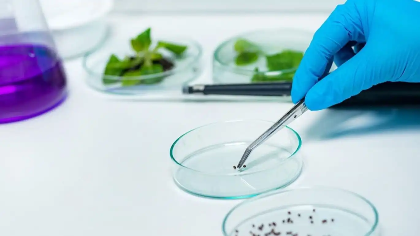 Bayer и Oerth Bio начинают сотрудничать в сфере безопасных средств защиты растений