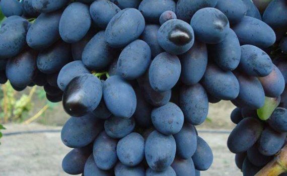 Георге Габерь: экспорт винограда Молдова - agroexpert.md
