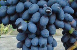 Георге Габерь: «Для экспорта в зимний период нам необходимо закладывать на хранение 20-25 тыс. тонн винограда»   