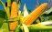 Нюансы выбора гибридов кукурузы - agroexpert.md