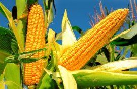 Нюансы выбора гибридов кукурузы - agroexpert.md