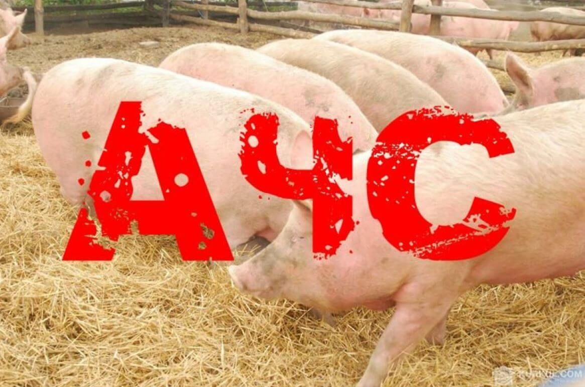 Вспышка чумы свиней тревожная статистика - agroexpert.md