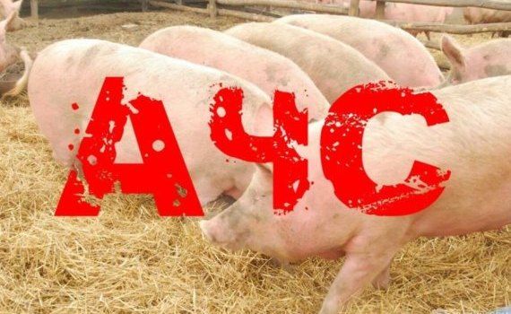 Вспышка чумы свиней тревожная статистика - agroexpert.md