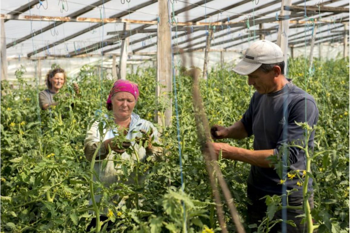 Помощь фермерам Молдовы от ФАО и Японии - Agroexpert.md