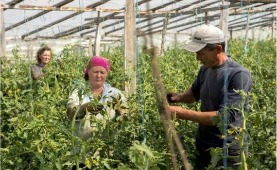 Помощь фермерам Молдовы от ФАО и Японии - Agroexpert.md