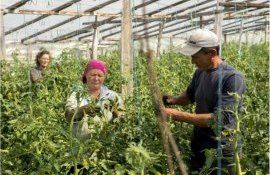 Помощь фермерам Молдовы от ФАО и Японии - Agroexpert.md