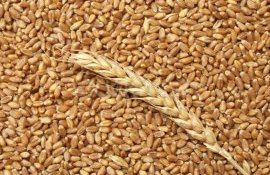 Незначительный рост Российского экспорта пшеницы - agroexpert.md
