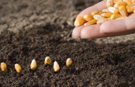 Плотность посева метод борьбы с сорняками - agroexpert.md