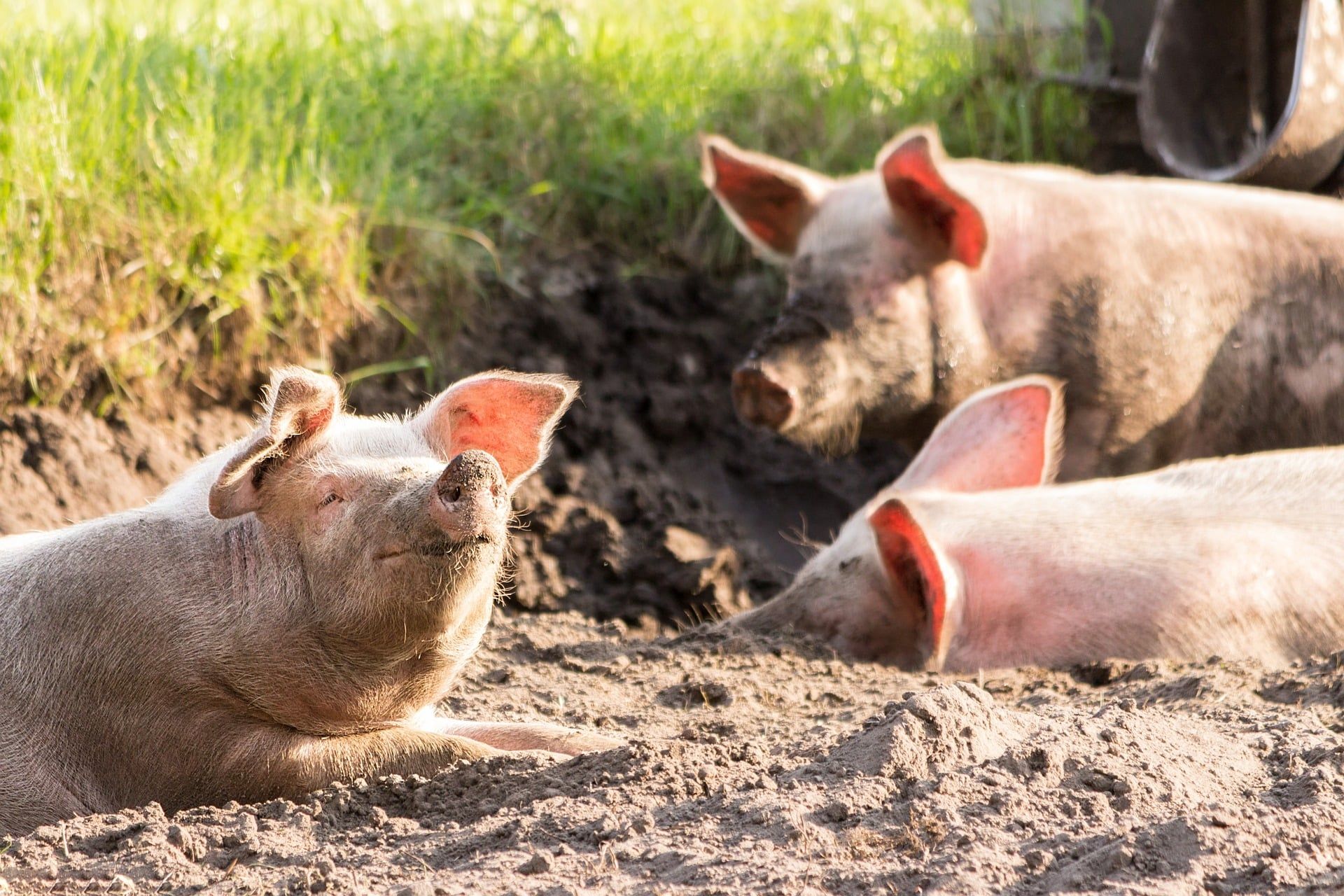 porci POlonia subvenții - AgroExpert.md