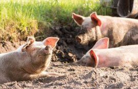 porci POlonia subvenții - AgroExpert.md