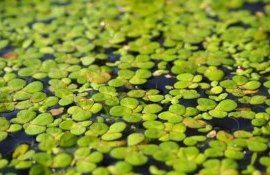Производство растительного белка из ряски - agroexpert.md