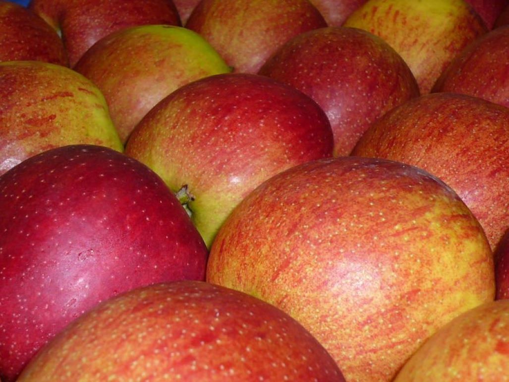 Условия хранения яблок - agroexpert.md