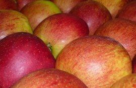 Условия хранения яблок - agroexpert.md