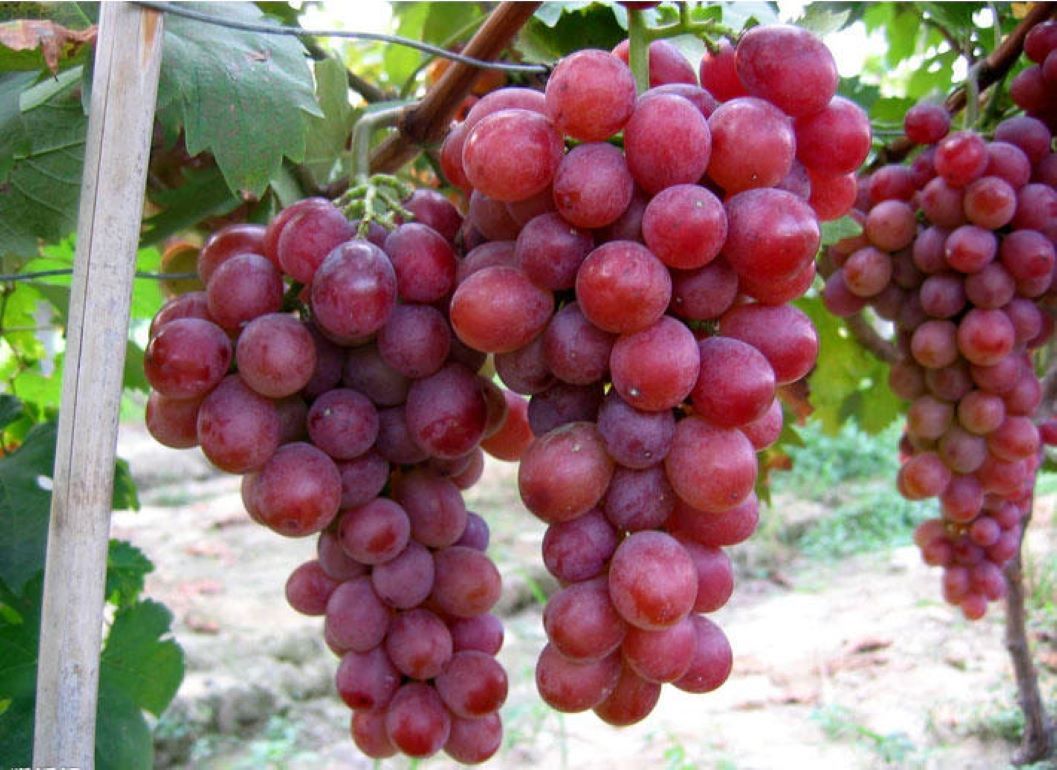 красный виноград сорта с фото