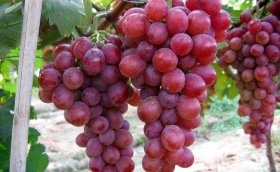 Самый дорогой в мире виноград Ruby Roman - agroexpert.md