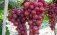 Самый дорогой в мире виноград Ruby Roman - agroexpert.md