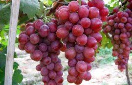 Самый дорогой в мире виноград Ruby Roman - agroexpert.md