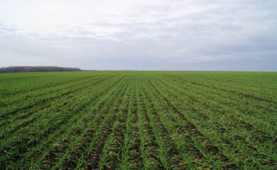 Пшеница гербициды для весеннего применения - agroexpert.md