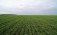 Пшеница гербициды для весеннего применения - agroexpert.md