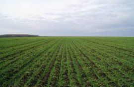 Пшеница гербициды для весеннего применения - agroexpert.md