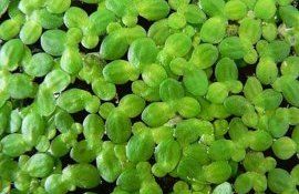 Модульная ферма для выращивания ряски - agroexpert.md